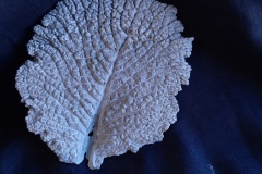 Feuille de chou