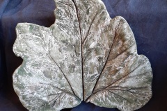 Feuille de Courgette